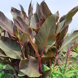 Canna Musifolia Lilies Rhizomes Bulbs Tall Red Orange Flowers LOT OF 5 Cannas